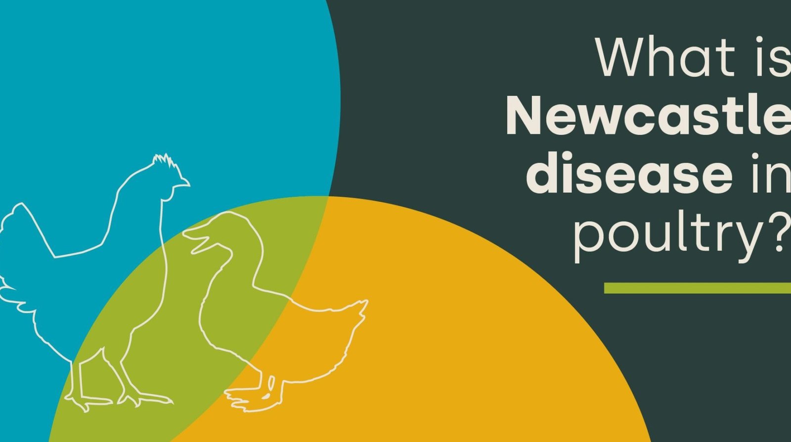 Understanding Newcastle Disease: Key Insights