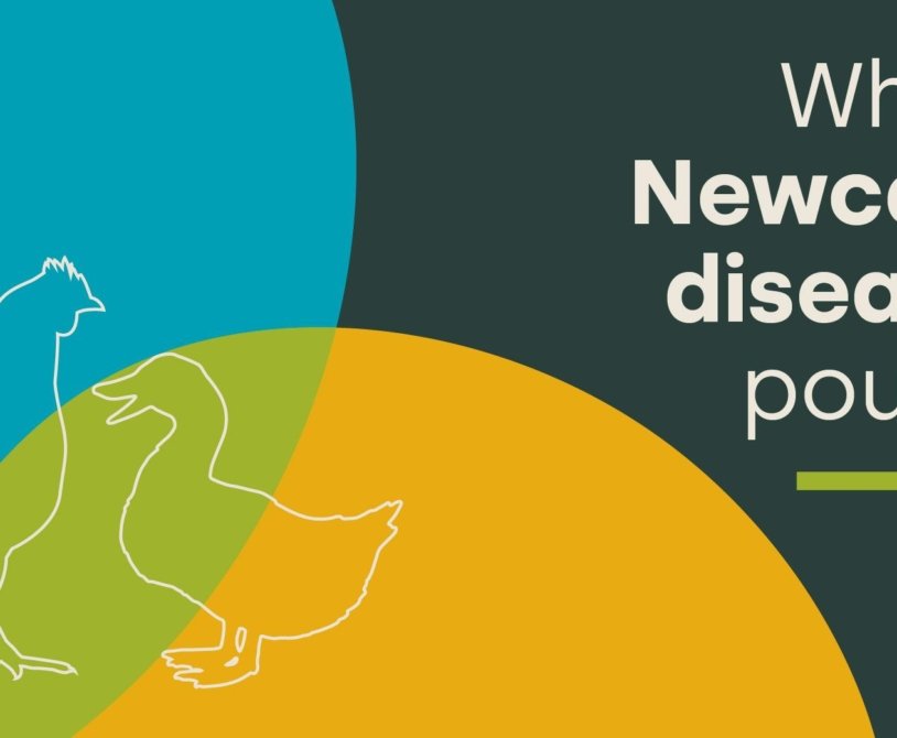 Understanding Newcastle Disease: Key Insights