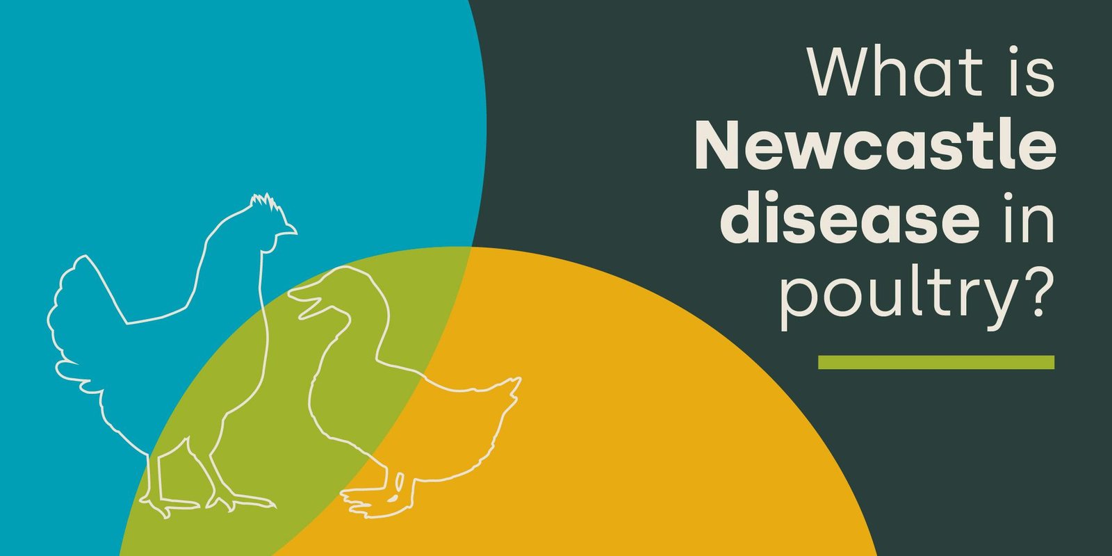 Understanding Newcastle Disease: Key Insights