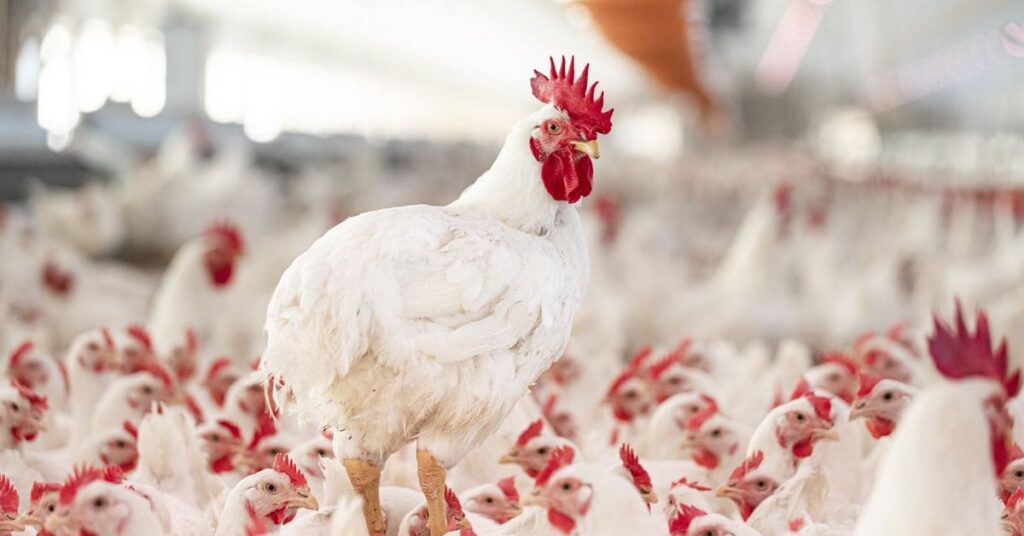 Antibiotic Use in Poultry: Regulatory Environment