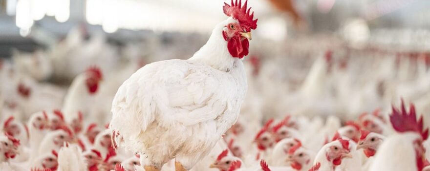 Understanding the Regulatory Environment for Antibiotic Use in Poultry Farming