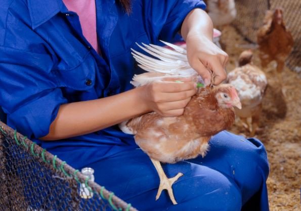 Vaccination costs in poultry farming