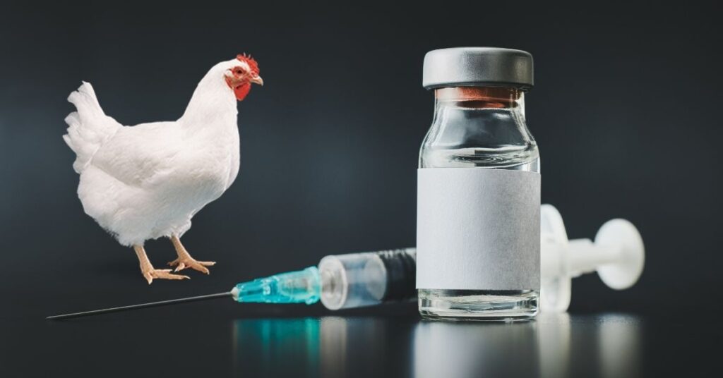 Vaccination Schedules for Broiler Chickens: Why They Matter