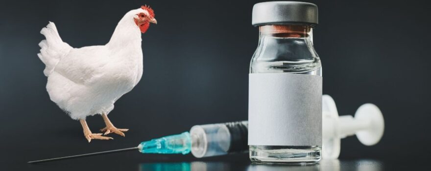 The Importance of Vaccination Schedules for Broiler Chickens