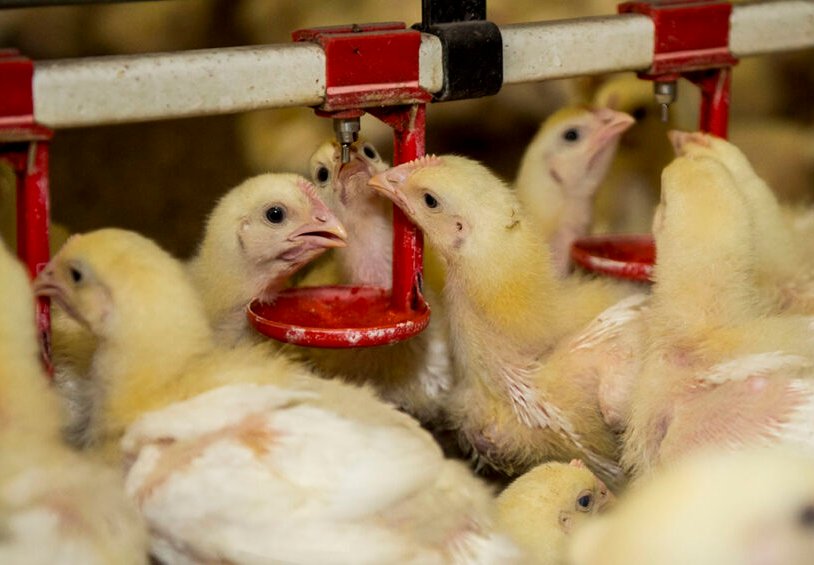 Water Usage Impact on Broiler Chicken Sustainability