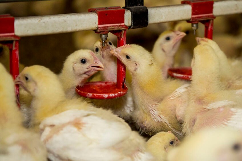 Water Usage Impact on Broiler Chicken Sustainability