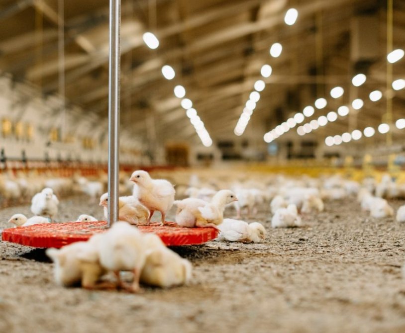 Weight Monitoring in Broiler Chicken Production