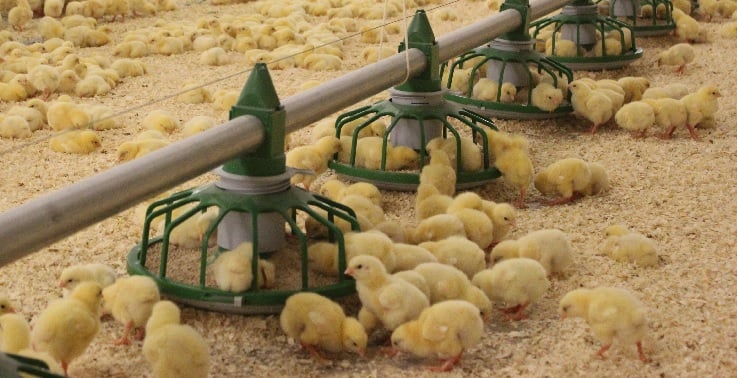 broiler chicken mortality rate