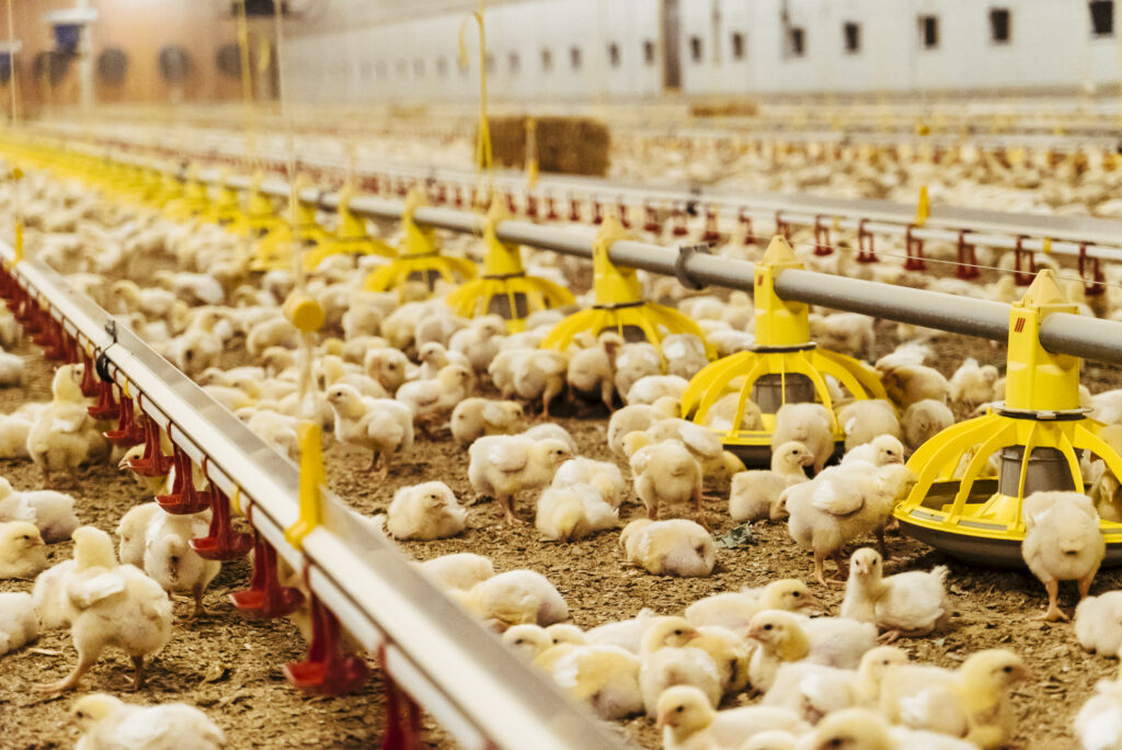 Successful Broiler Chicken Growth Case Studies