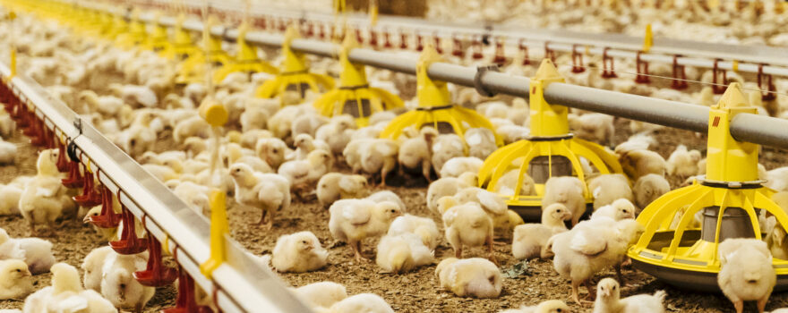 Case Studies: Successful Monitoring and Improvement of Broiler Chicken Growth