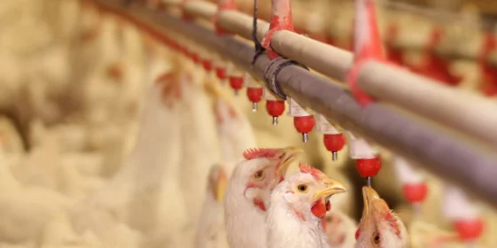 Boost Broiler Chicken Welfare on Your Farm