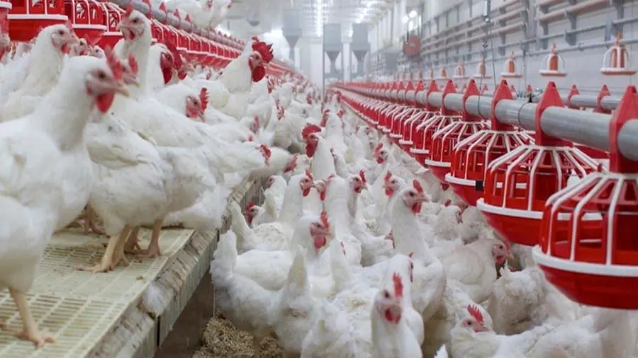 Broiler Chickens Exports