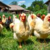 Broiler vs Traditional Chickens: Historical View