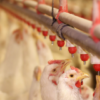 Boost Broiler Chicken Welfare on Your Farm