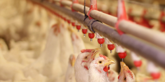 Boost Broiler Chicken Welfare on Your Farm