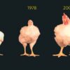 The Evolution of Broiler Chickens: From Wild Fowl