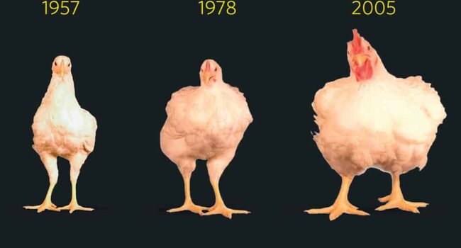 The Evolution of Broiler Chickens: From Wild Fowl to Modern Poultry