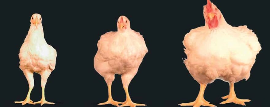 The Evolution of Broiler Chickens: From Wild Fowl to Modern Poultry