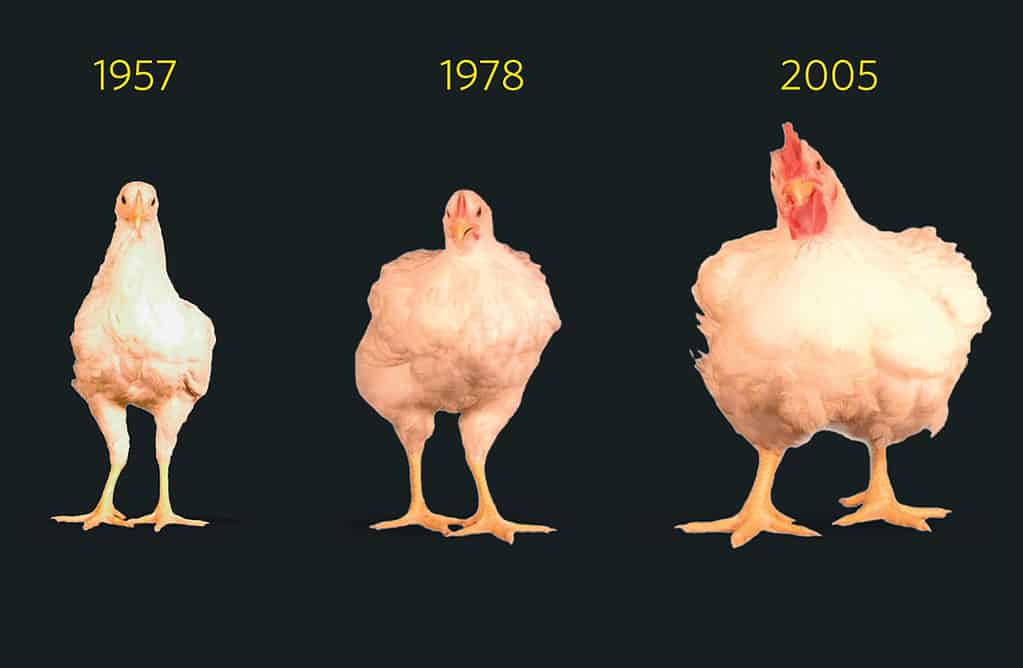 The Evolution of Broiler Chickens: From Wild Fowl