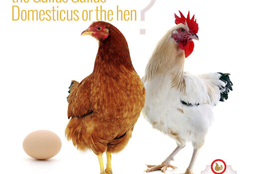 Broiler Chickens vs. Traditional Chickens: A Historical Perspective