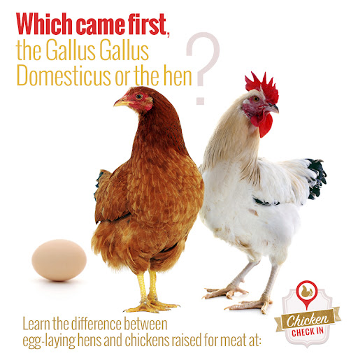 Broiler vs Traditional Chickens: Historical View