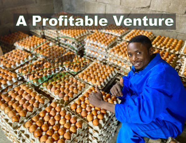 eggs production a profitable venture