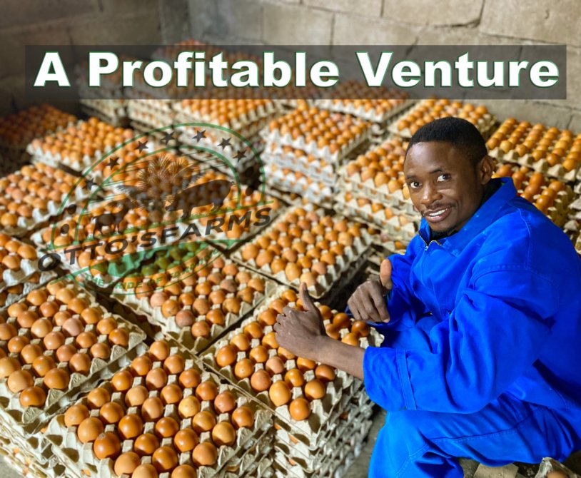 eggs production a profitable venture
