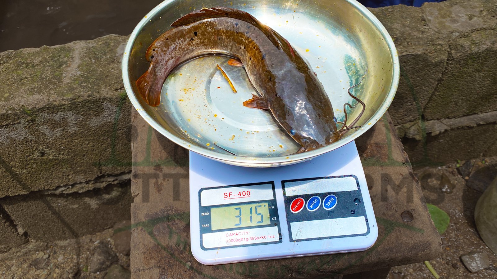 Fresh Catfish For Sale