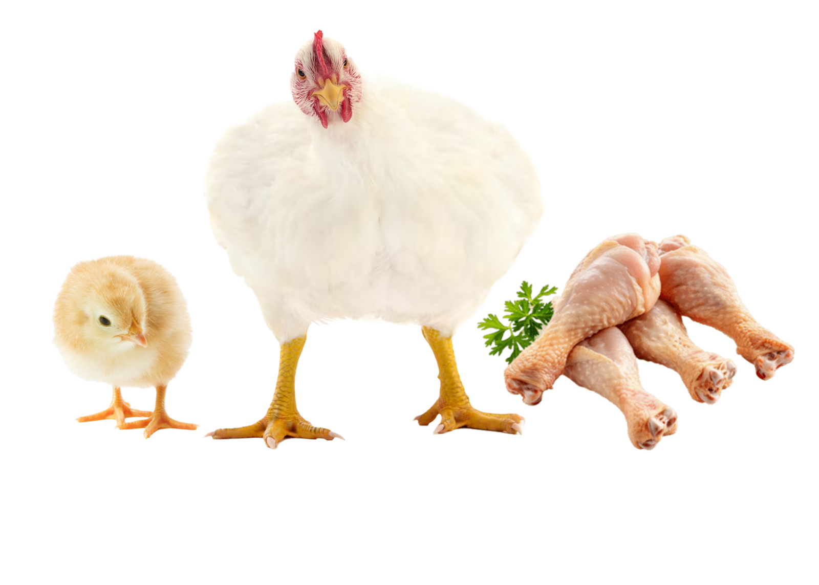 raising broiler chicken