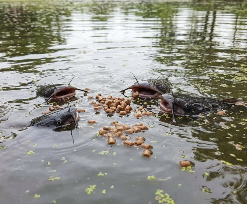 Best Feed for Catfish Growth The Complete Farmer’s Guide