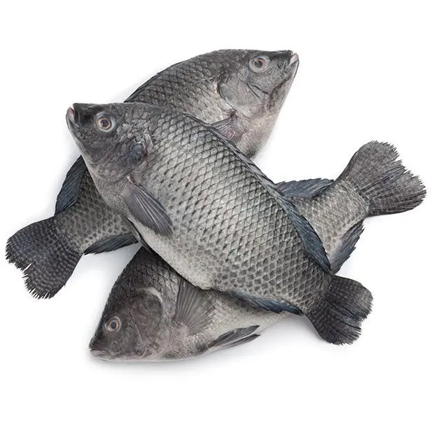 Otto'sFarms tilapia for sale