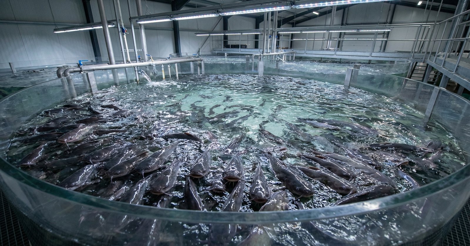 Why Clarias Gariepinus? African Catfish