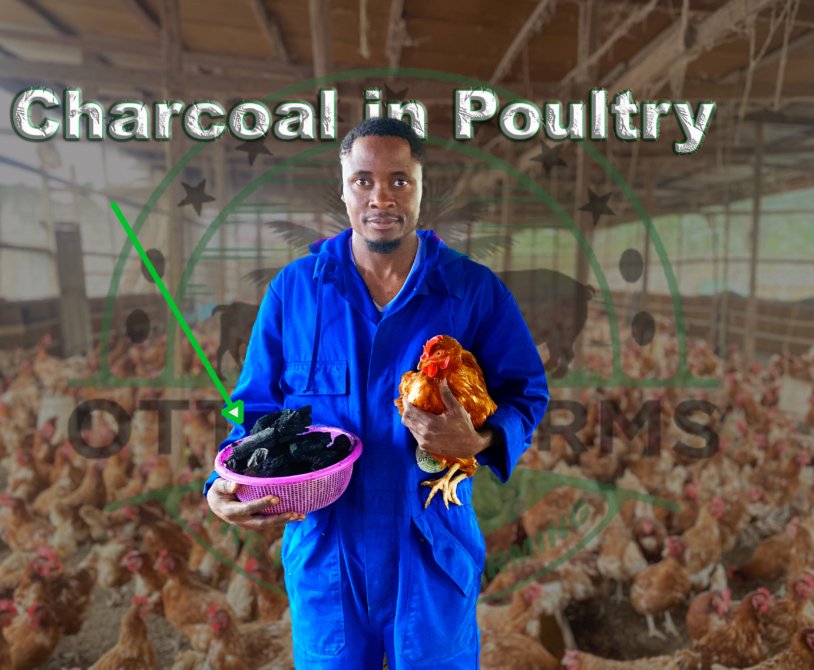 charcoal use in poultry Farming