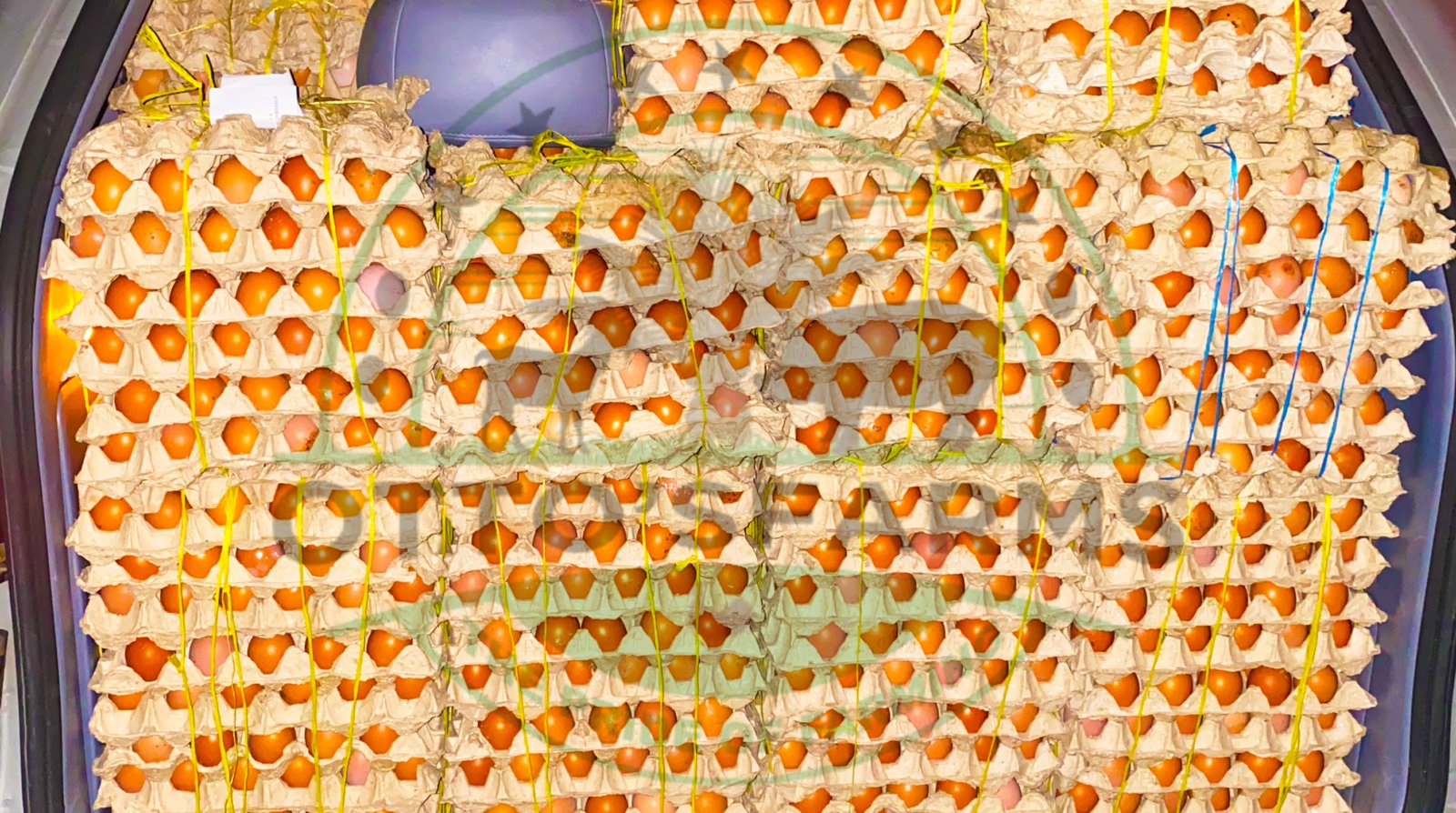 going to manfe for eggs delivery