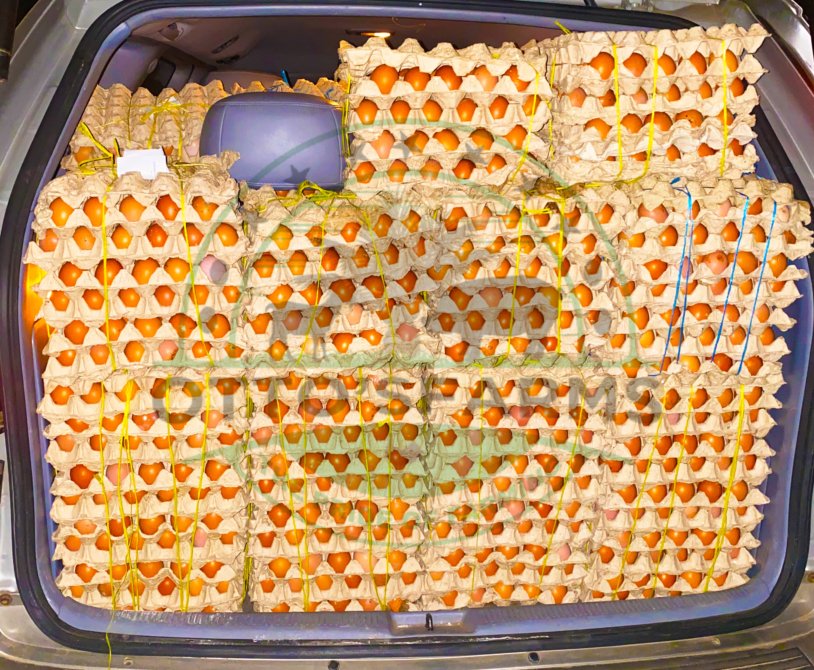 going to manfe for eggs delivery