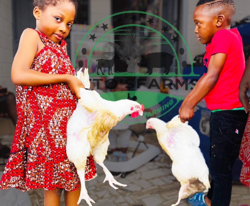 children chicking our our healthy broiler