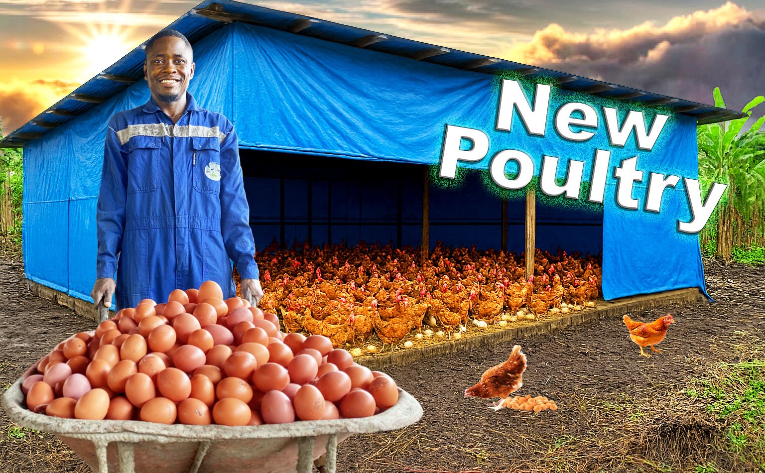 we started new poultry for our client