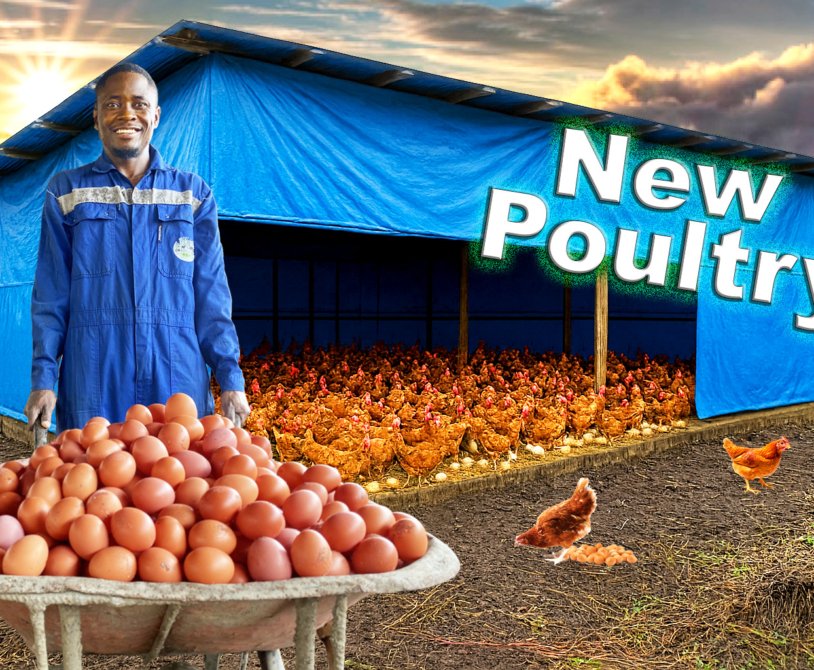 we started new poultry for our client