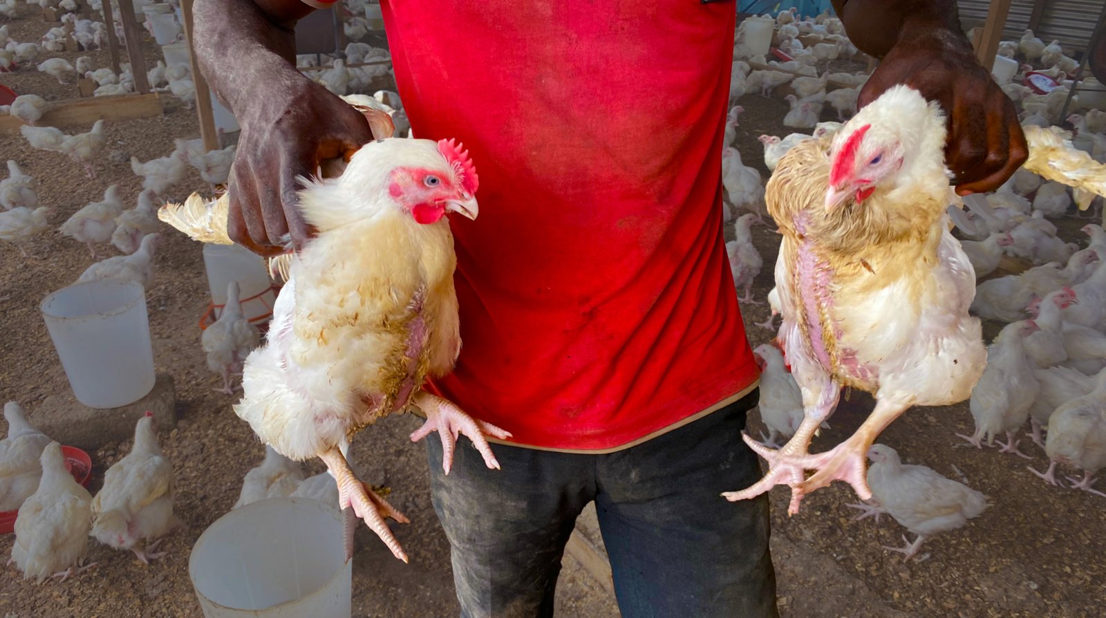 healthy broilers rase well