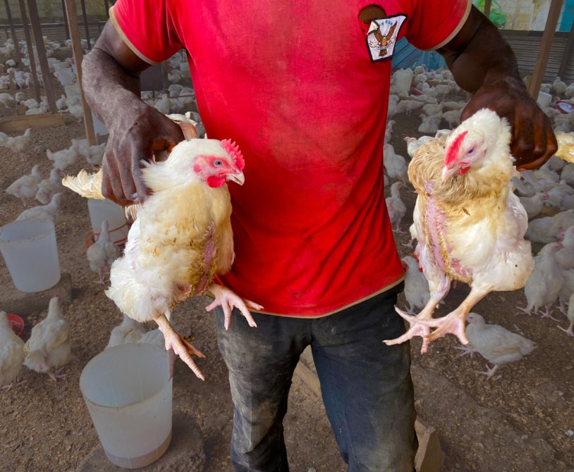 healthy broilers rase well