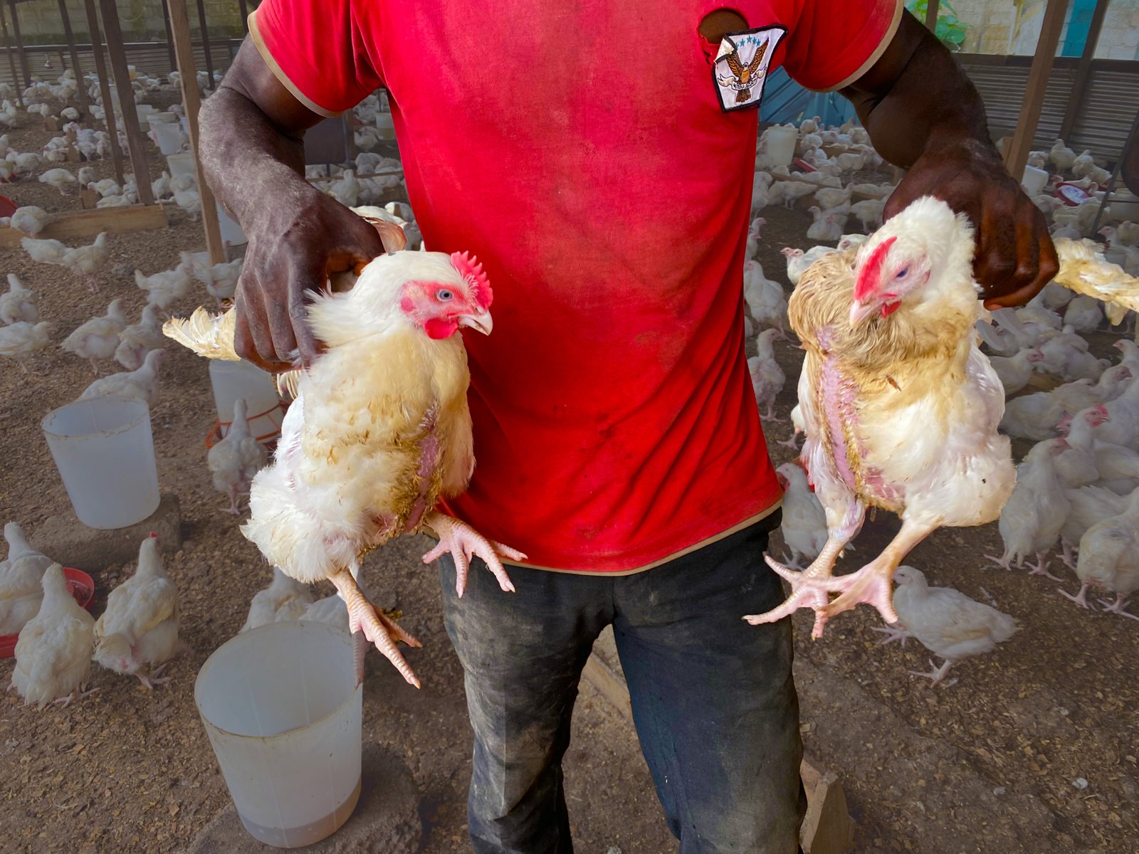 healthy broilers rase well