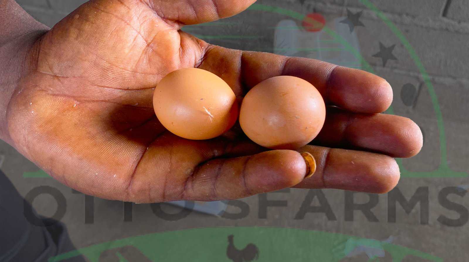 Otto'sFarms first egg