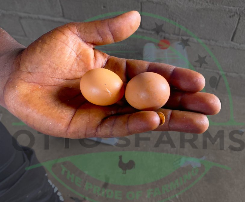 Otto'sFarms first egg