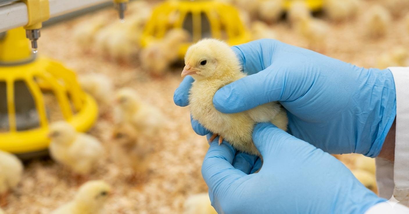 A close-up of a poultry manager's hands performing a palpation test on a Cobb 500 chick to verify a full, dough-like crop at 24 hours post-placement.