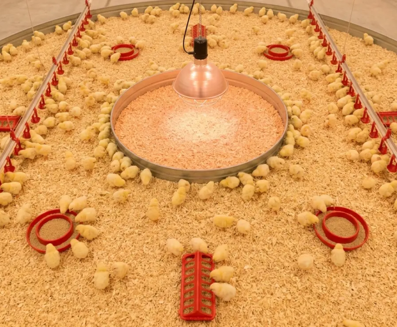 Layer Chicken: The First 48 Hours of Brooding Success