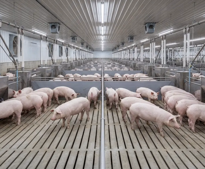 Heritage Pig Breeds vs. Commercial Hybrids: Which Fits Your Farming Model?