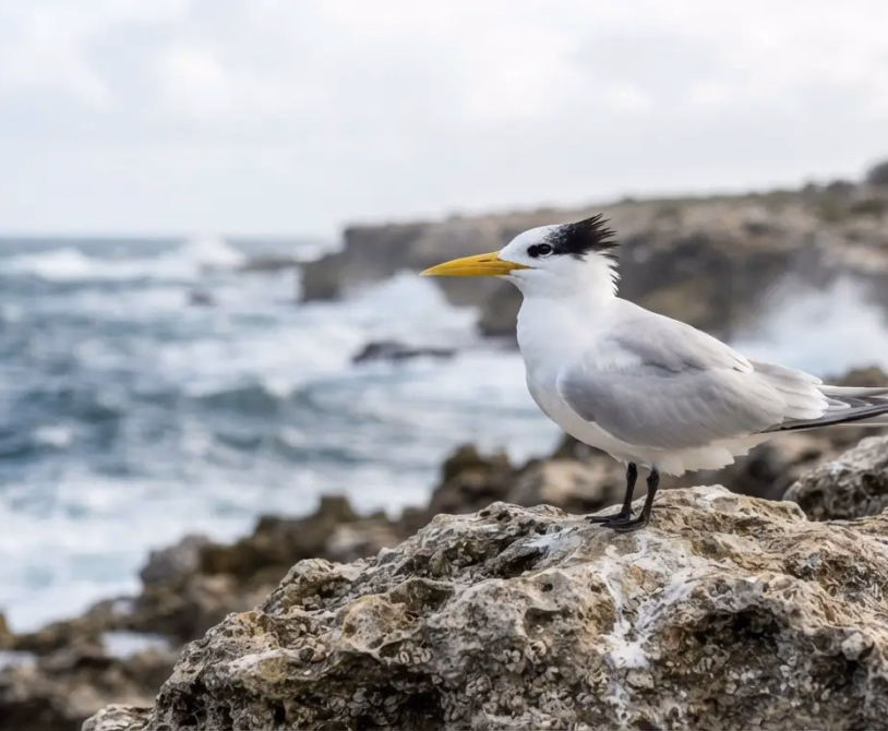 Escalation in Avian Flu Surveillance: First H5N1 Detection in Native Australian Seabird