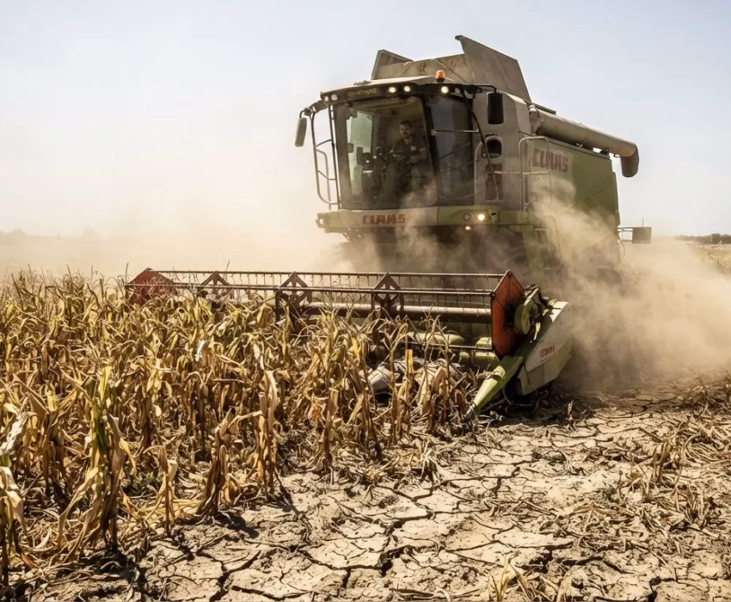 Europe's "Crisis Mode": Heatwaves and Droughts Push Agricultural Systems to the Brink