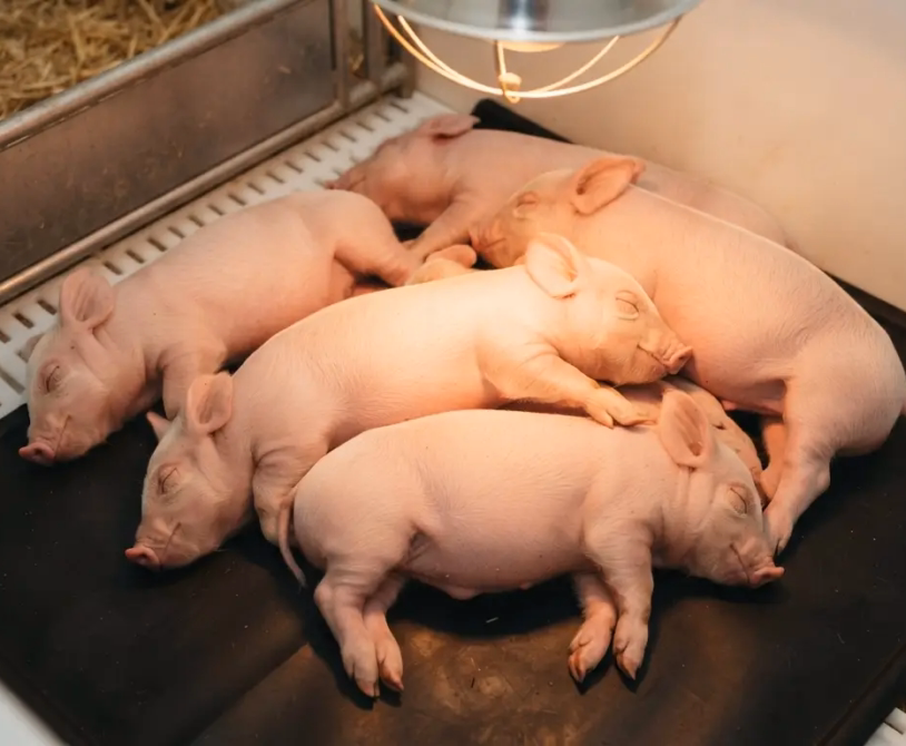 Managing "The Golden Hour": Immediate Post-Birth Care for Newborn Piglets