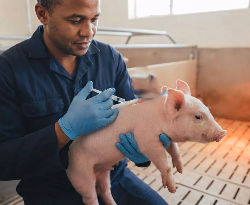 Nutritional Deficiencies in Pigs: Identifying Vitamin and Mineral Shortages